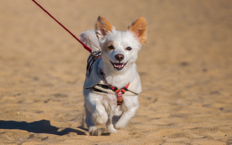 dogs-aggressive-towards-other-dogs-on-leash-tips-from-a-dog-trainer