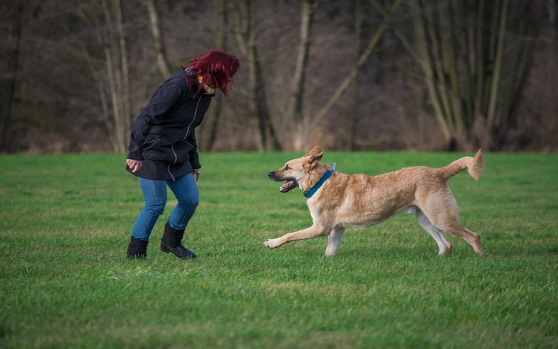 My Dog Wants to Greet Everyone on Walks - Tips from a Dog Trainer.