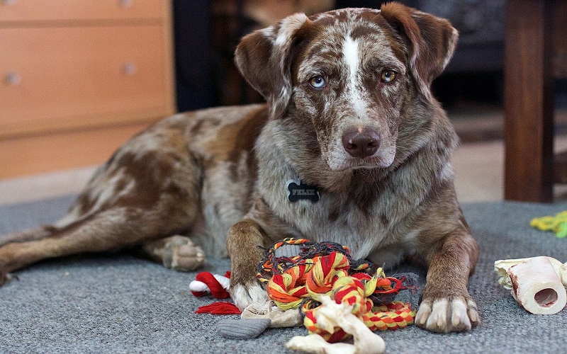 my-dog-is-resource-guarding-towards-other-dogs-tips-from-a-dog-trainer