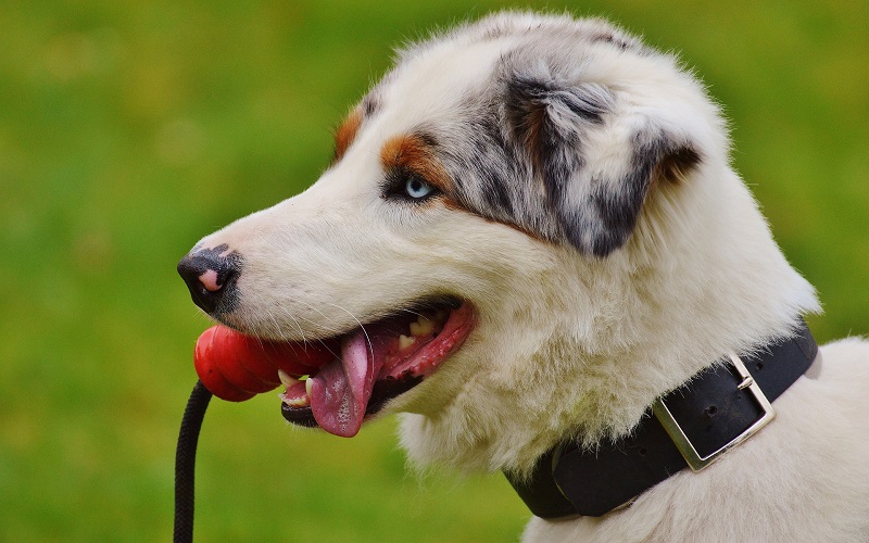 How To Train A Dog To Hold A Toy Tips From A Dog Trainer