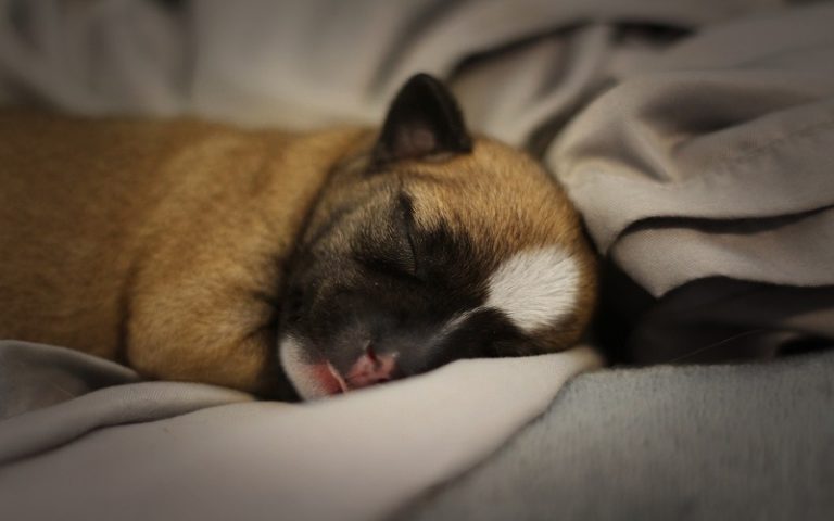 should-a-puppy-sleep-in-a-crate-the-first-night-tips-from-a-dog-trainer