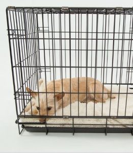 Should A Puppy Sleep In A Crate The First Night Tips From A Dog Trainer