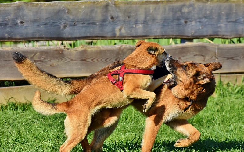 How to give attention to two dogs without creating conflict tips from
