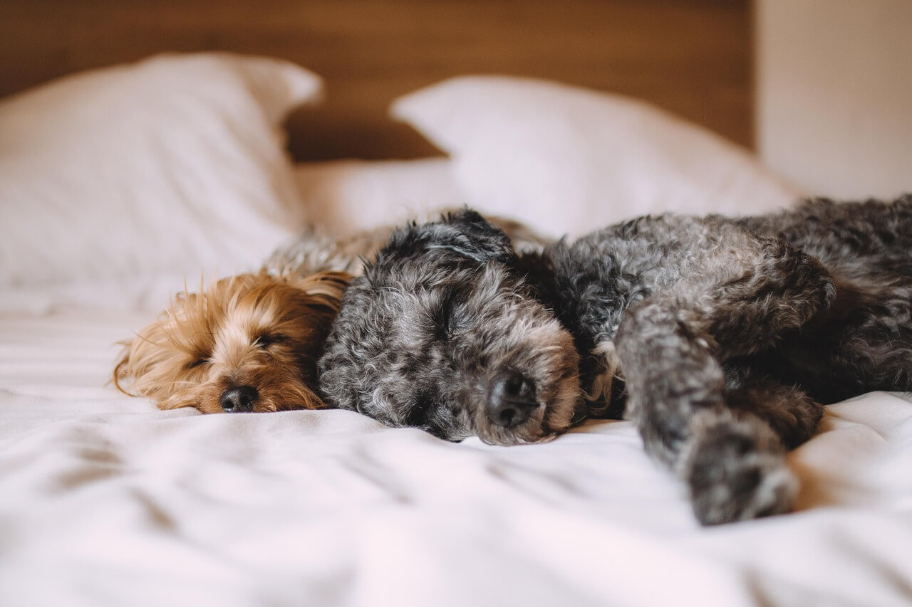 Should You Let Your Dog Sleep in Your Bed? Science-Based Pros and Cons